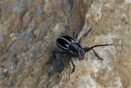 Réf. 227 566 : Iberodorcadion molitor